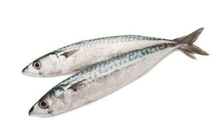 two mackerels isolated on whiteの写真素材