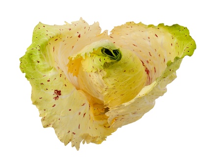 variegated Chicory isolated on whiteの写真素材