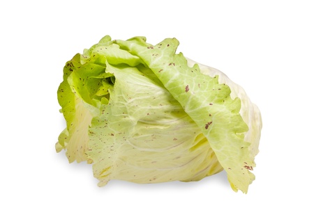 variegated Chicory isolated on whiteの写真素材