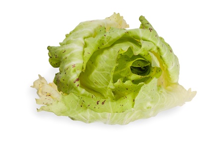 variegated Chicory isolated on whiteの写真素材