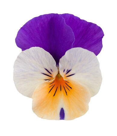 violet flower isolated on whiteの写真素材