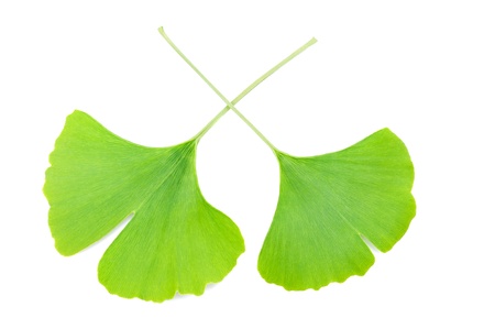 two ginkgo biloba leaves on white backgroundの写真素材