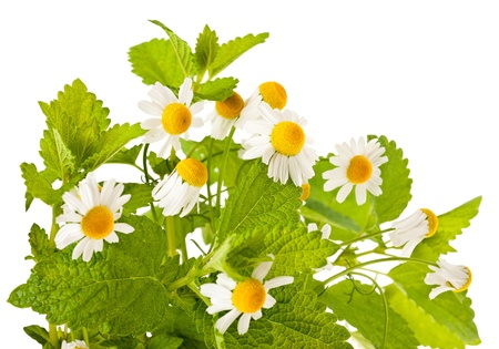chamomile and lemon balm isolated on whiteの写真素材