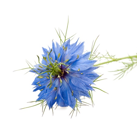 nigella flowers isolated on whiteの写真素材