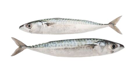 two mackerels isolated on whiteの写真素材