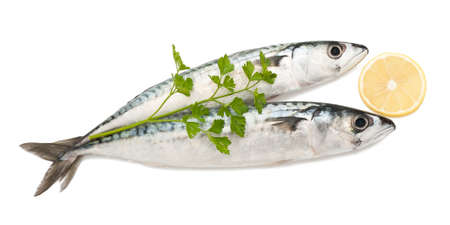 two mackerels isolated on whiteの写真素材