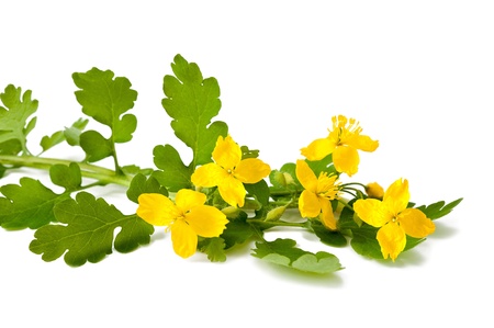 greater celandine isolated on whiteの写真素材