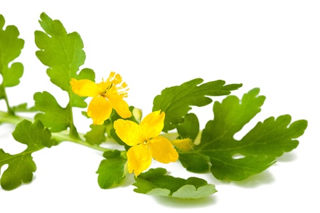 greater celandine isolated on whiteの写真素材