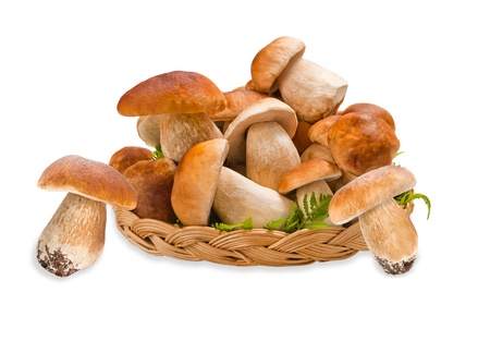  boletus basket isolated on whiteの写真素材
