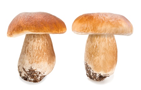 Two  boletus edulis on white backgroundの写真素材