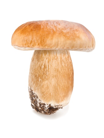  boletus edulis on white backgroundの写真素材