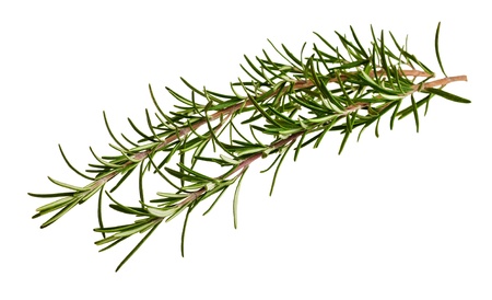 Fresh rosemary leaves on white backgroundの写真素材