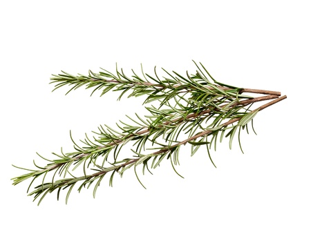 Fresh rosemary leaves on white background の写真素材