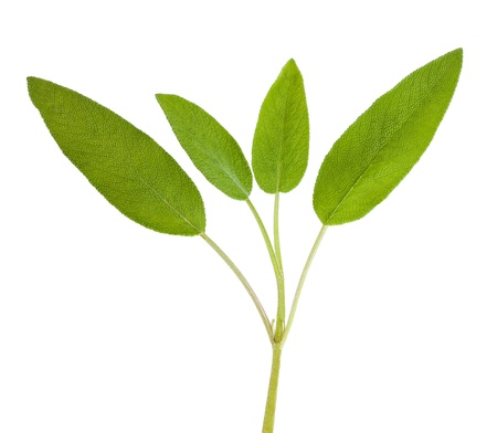 Sage sprig isolated on whiteの写真素材