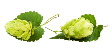 Two hop cones isolated on whiteの写真素材