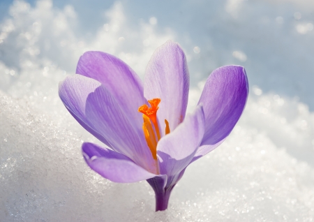 Violet crocus flower on snowの写真素材