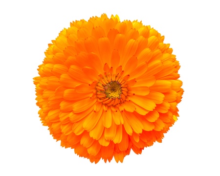 Calendula flower isolated on whiteの写真素材