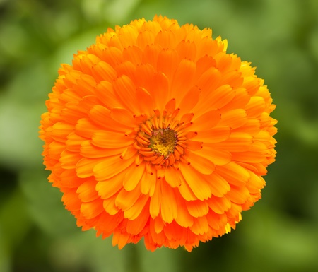 marigold flower on blurred backgroundの写真素材