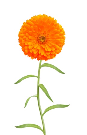 Marigold flowerの写真素材