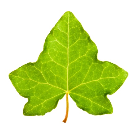Ivy leaf isolated on whiteの写真素材