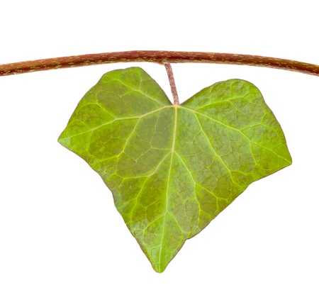 Ivy leaf isolated on whiteの写真素材
