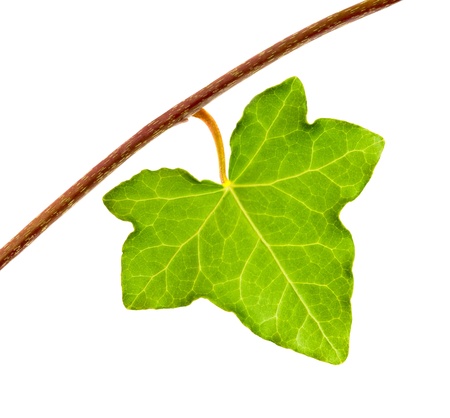Ivy leaf isolated on whiteの写真素材