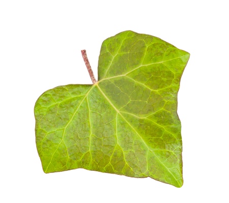 fresh green ivy leaf isolated on white の写真素材