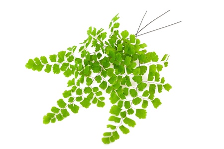Maidenhair branch  isolated on whiteの写真素材