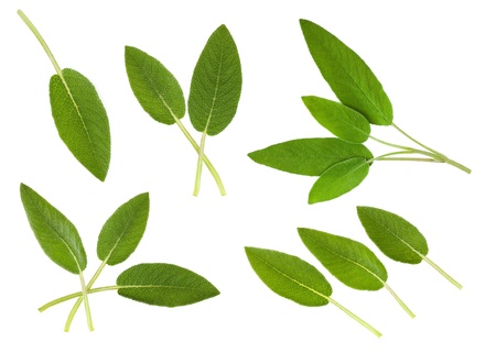Sage collection isolated on whiteの写真素材