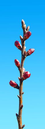 sprouted branch on blue skyの写真素材