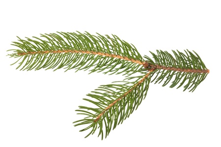pine branch isolated on whiteの写真素材