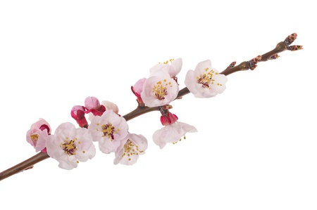 Apricot branch in flowers isolated on whiteの写真素材