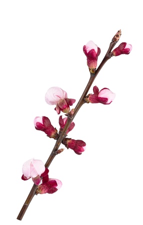 Apricot branch in flowers isolated on whiteの写真素材