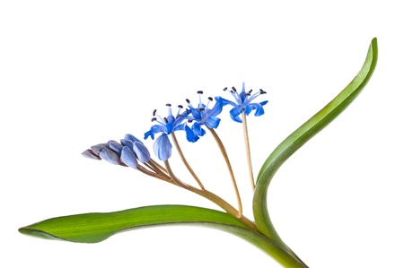Siberian squill (Scilla siberica) on white background の写真素材