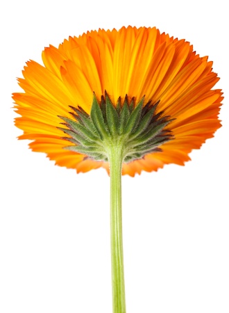 marigold corolla isolated on whiteの写真素材