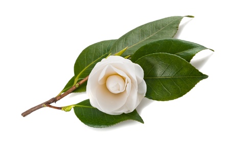 White camellia isolated on whiteの写真素材