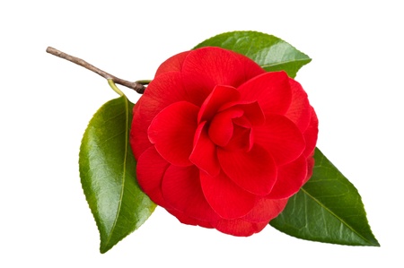 Red camellia isolated on whiteの写真素材