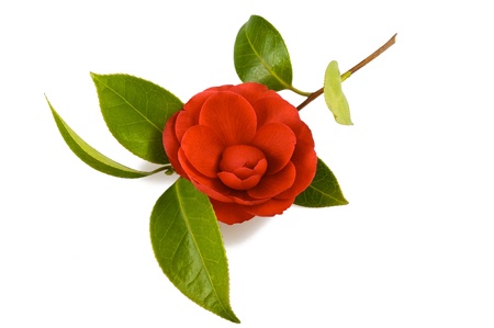 Red camellia isolated on whiteの写真素材