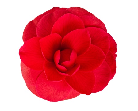 Red camellia isolated on whiteの写真素材
