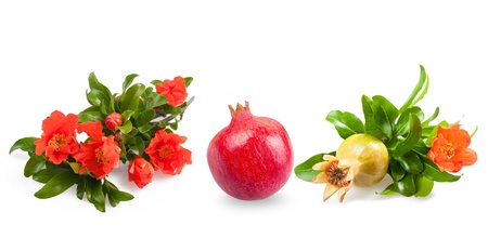 Pomegranate flowers and fruit isolated on whiteの写真素材