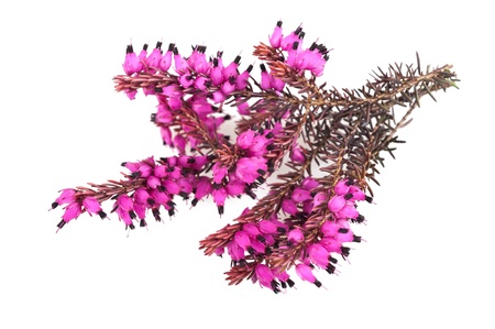 Purple heather branch isolated on white backgroundの写真素材