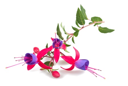 Fuchsia branch isolated on whiteの写真素材