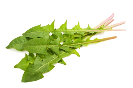 dandelion leaves  isolated on white backgroundの写真素材