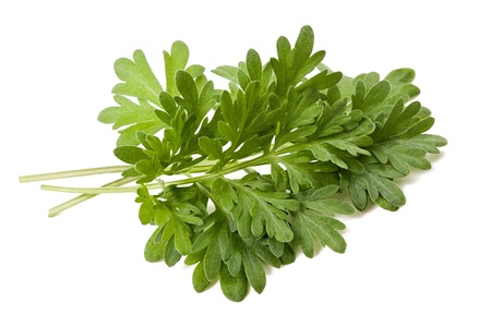 artemisia sprig isolated on whiteの写真素材