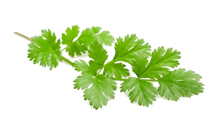 Coriander sprig isolated on whiteの写真素材
