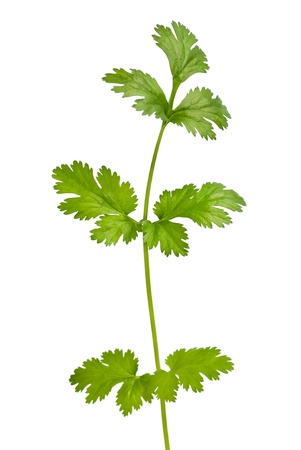 Coriander sprig isolated on whiteの写真素材