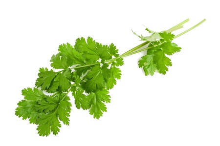 Fresh coriander leaves isolated on whiteの写真素材