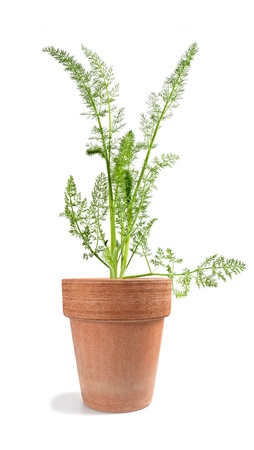 Wild fennel in vase isolated on whiteの写真素材