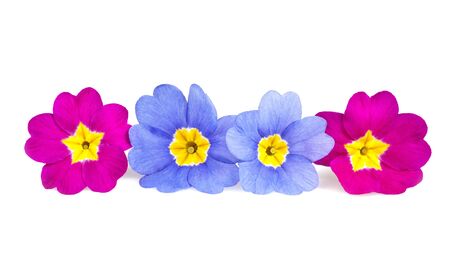 Four primroses isolated on whiteの写真素材