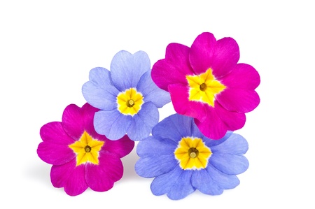 Four primroses isolated on whiteの写真素材